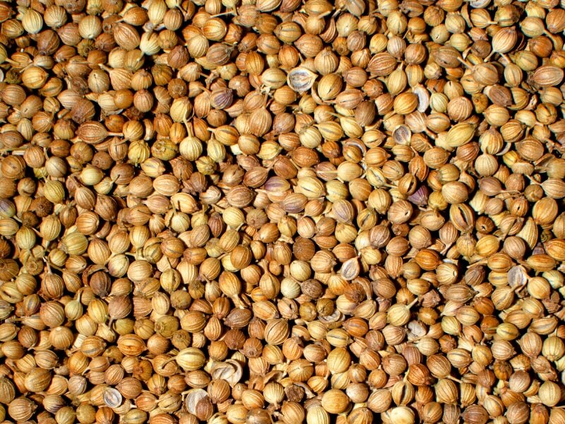Coriander Dhania Export