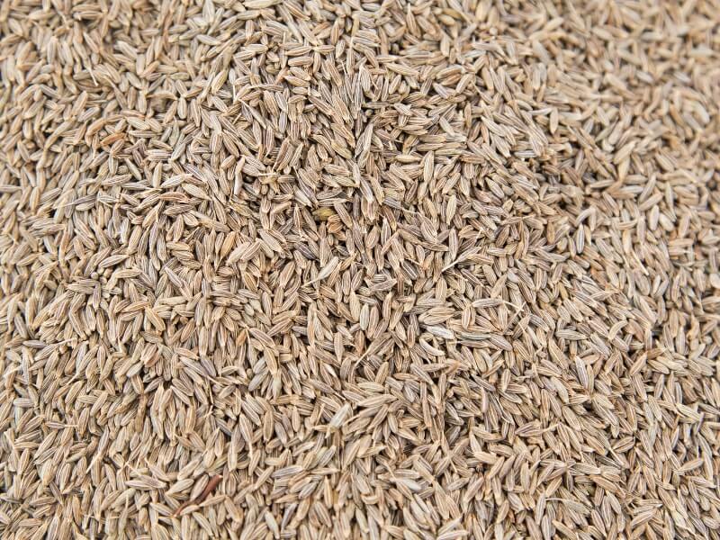 Cumin Jeera Export