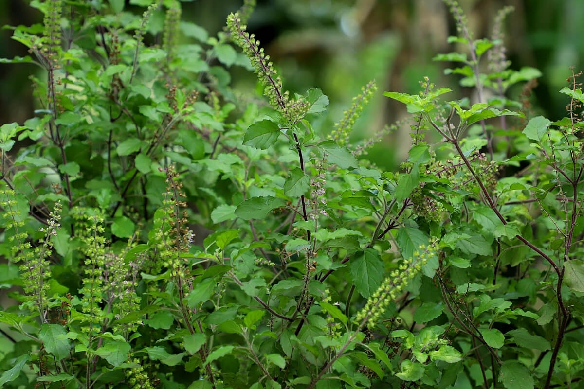 Tulsi Essential Oil Export Packaging