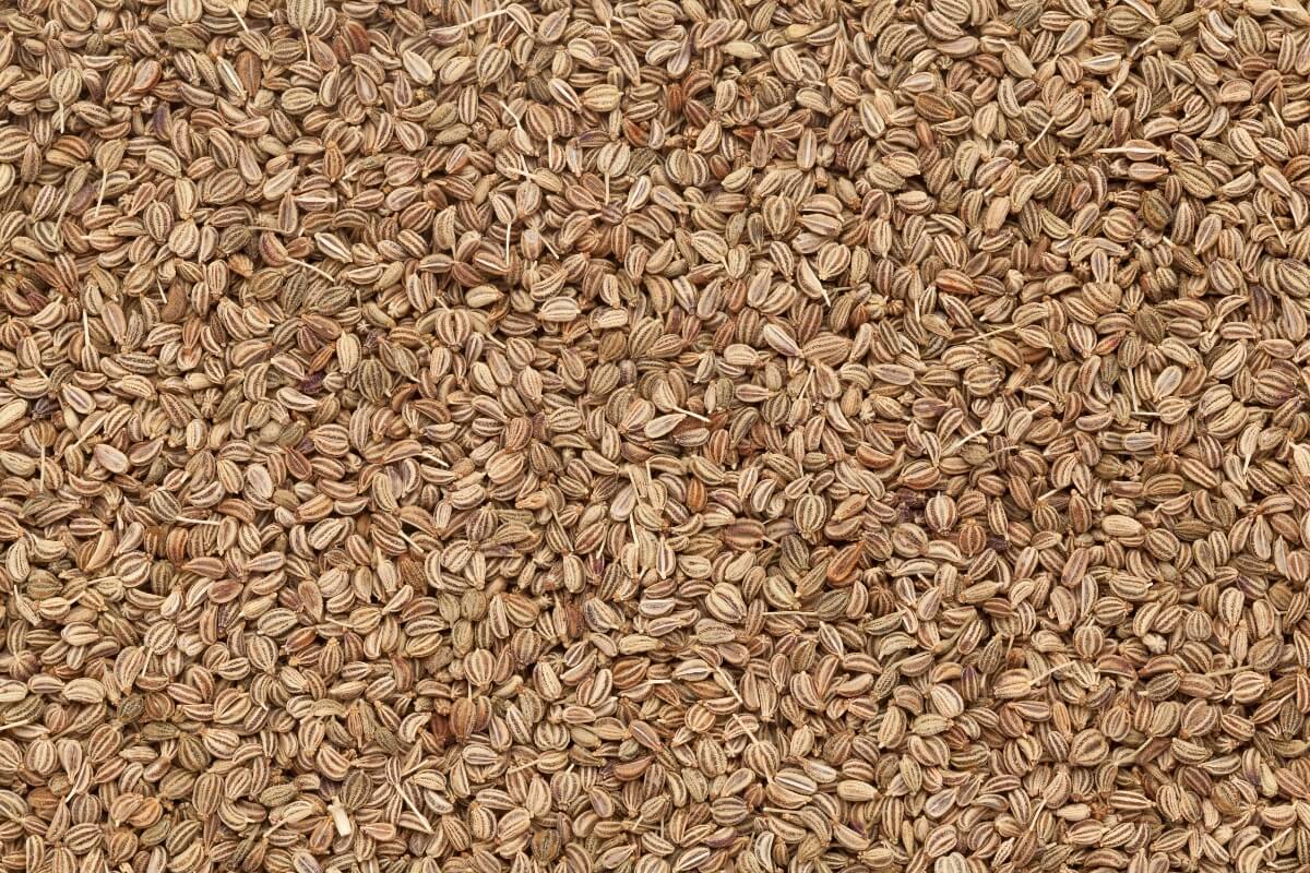 Ajwain Carom Seeds - Premium Rajasthan Quality