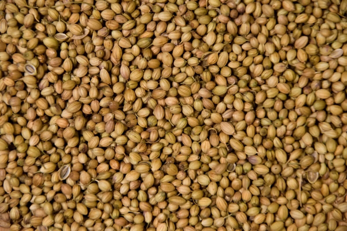 Coriander Seeds - Premium Export Quality from Madhya Pradesh