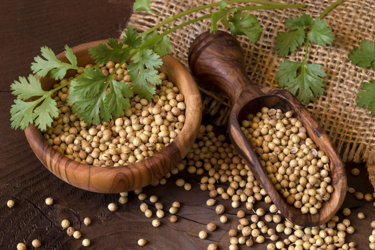 Badami Coriander Seeds Quality