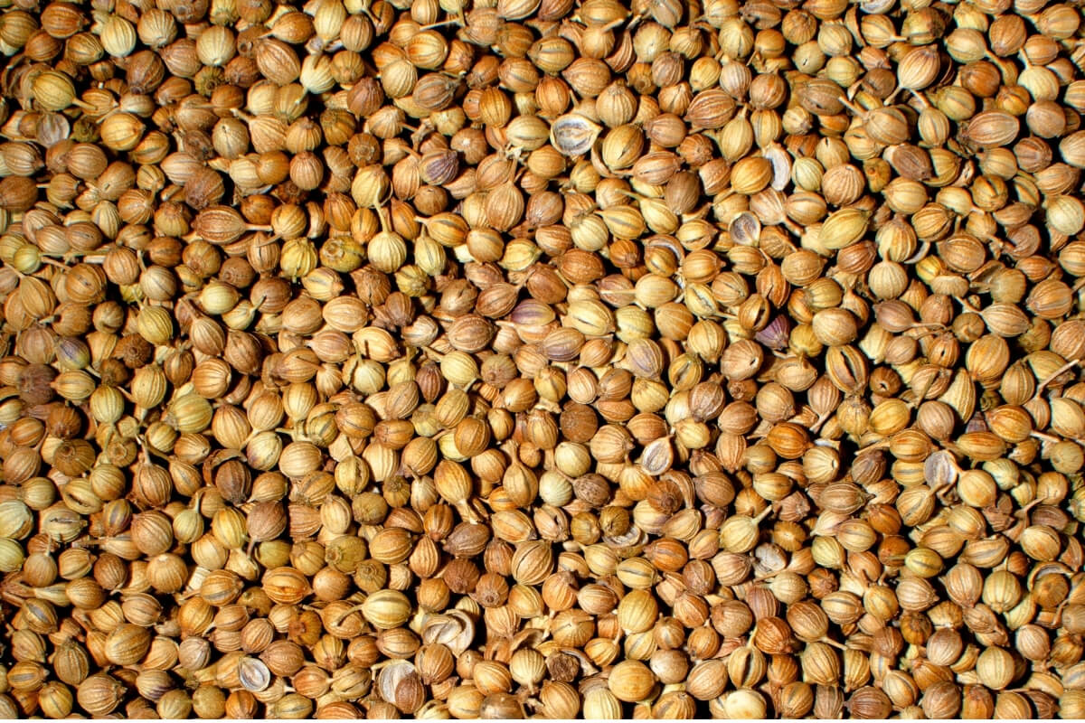 Scooter Variety Coriander Seeds