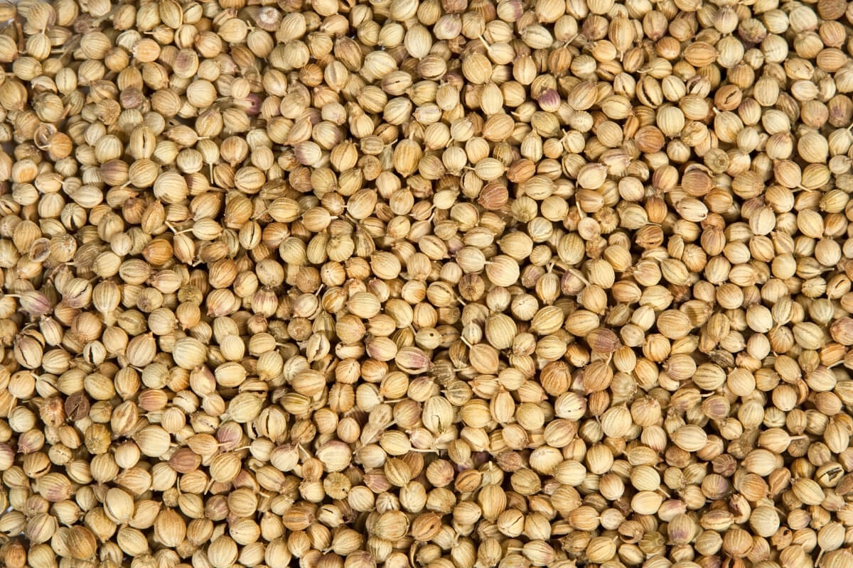 Ground Coriander Powder