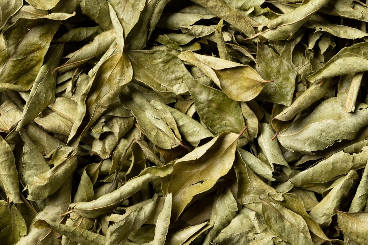 Fresh Curry Leaves - Premium Export Quality