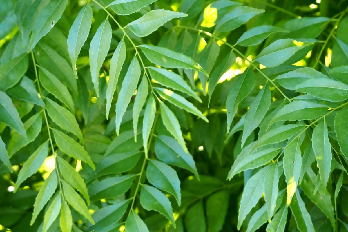Dried Curry Leaves Powder
