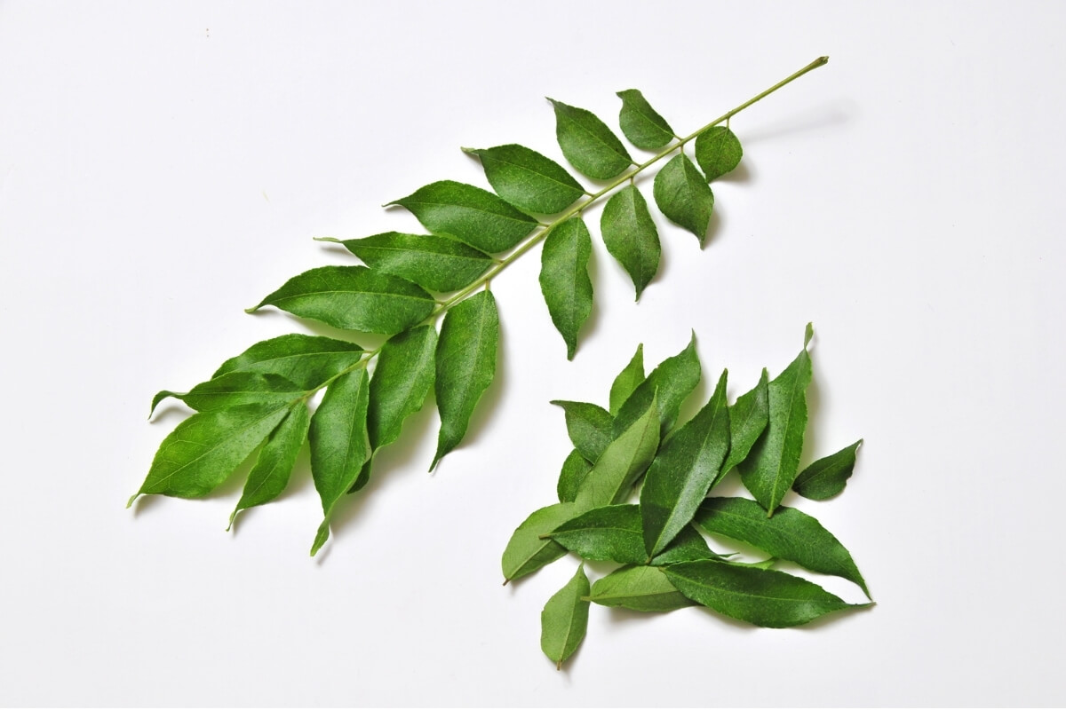 Organic Curry Leaves Processing