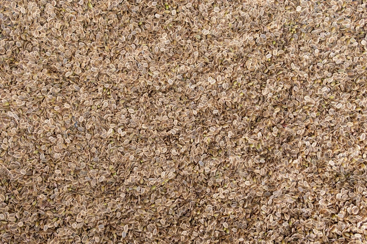 Ground Dill Powder