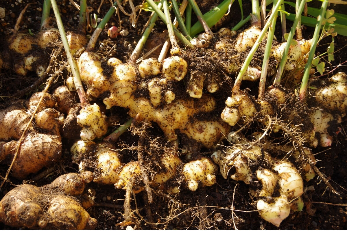Export Packaging Dried Ginger