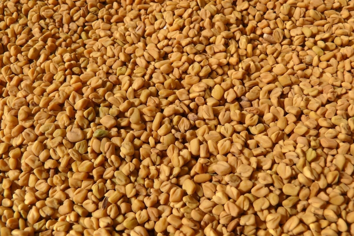 Fenugreek Seeds - Premium Rajasthan Quality