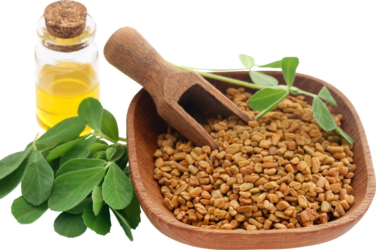 Machine Cleaned Fenugreek