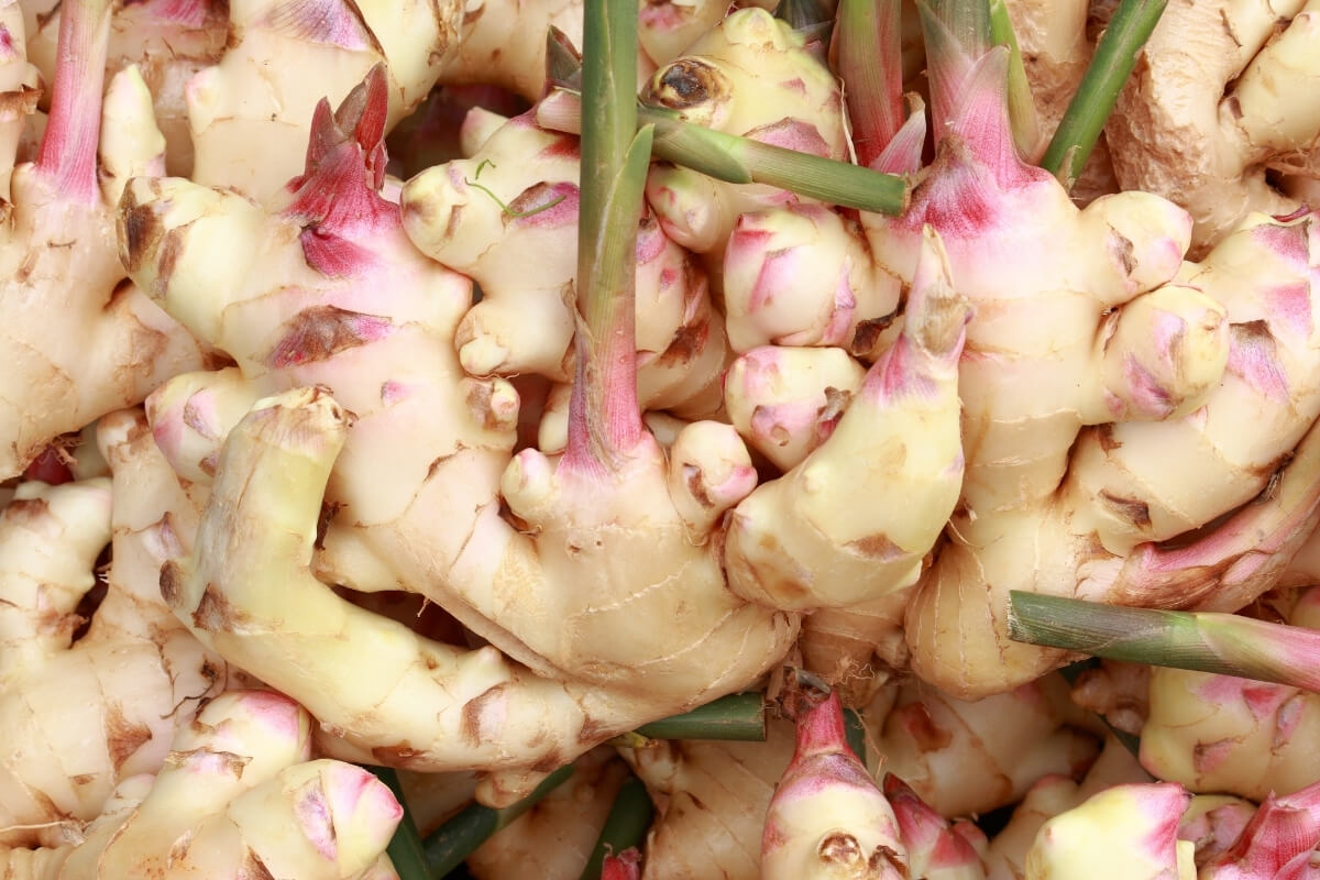 Greater Galangal - Premium Thai Ginger Quality