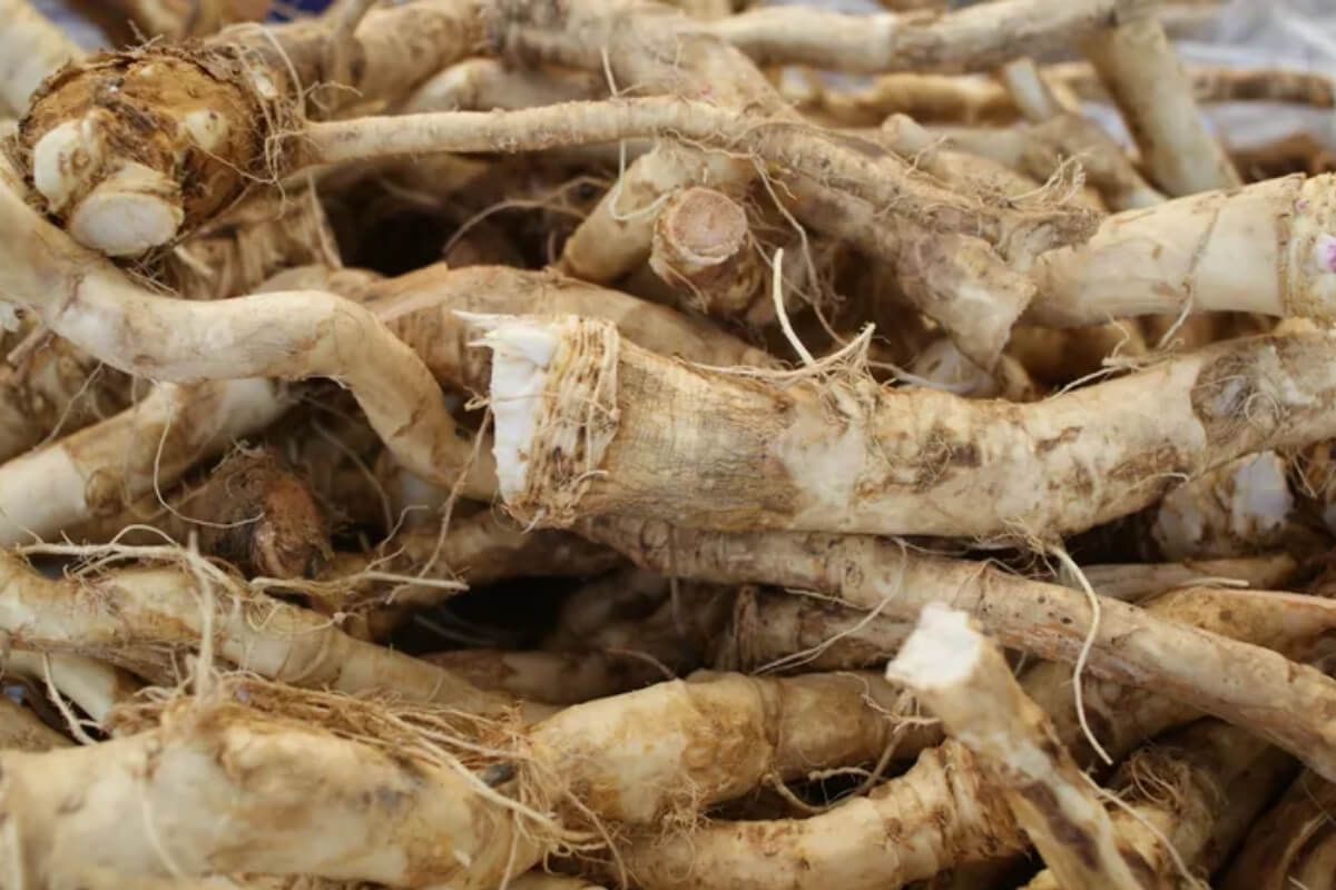 Horseradish - Premium Himalayan Quality