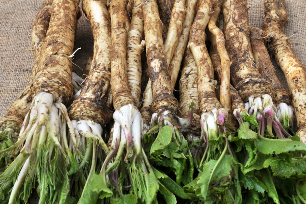 Dried Horseradish