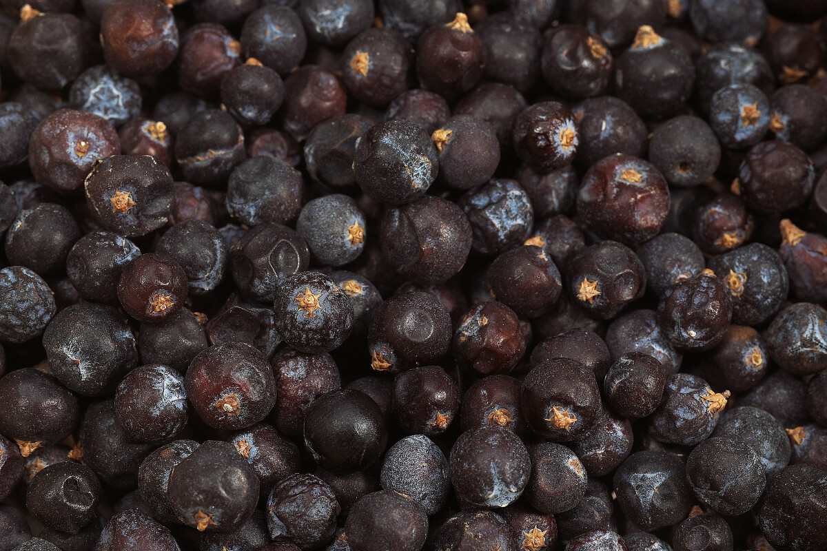 Juniper Berry - Premium Himalayan Quality