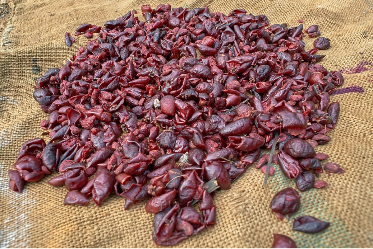 Fresh Kokum Fruits