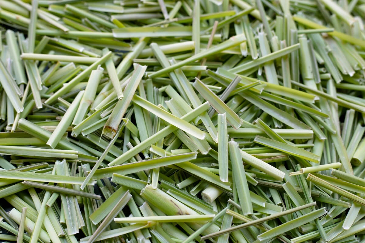 Lemongrass - Premium Indian Export Quality