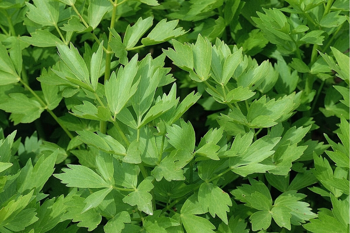 Lovage Herb - Premium Nilgiris Quality