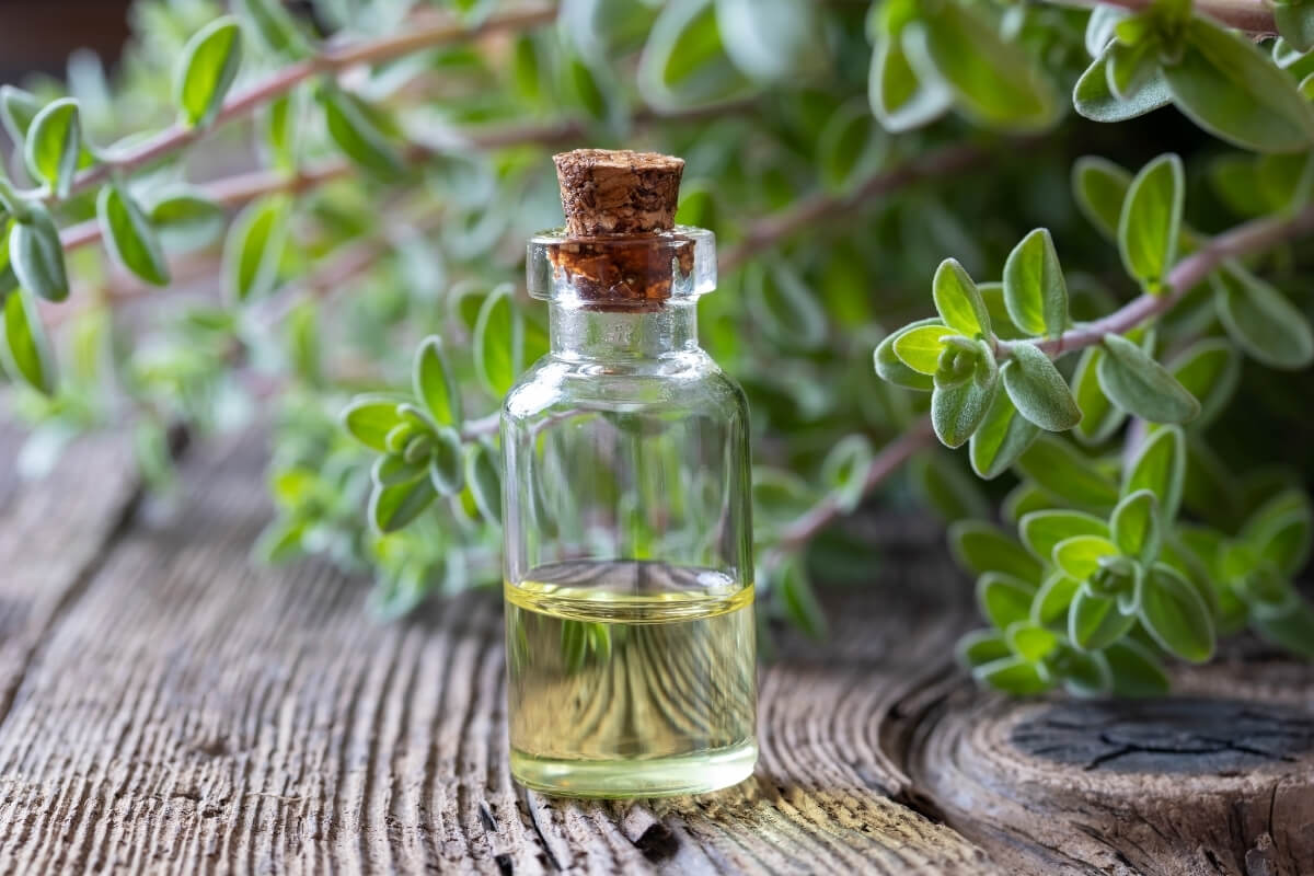 Marjoram Powder Export Grade