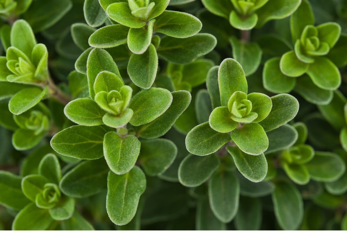Marjoram Essential Oil