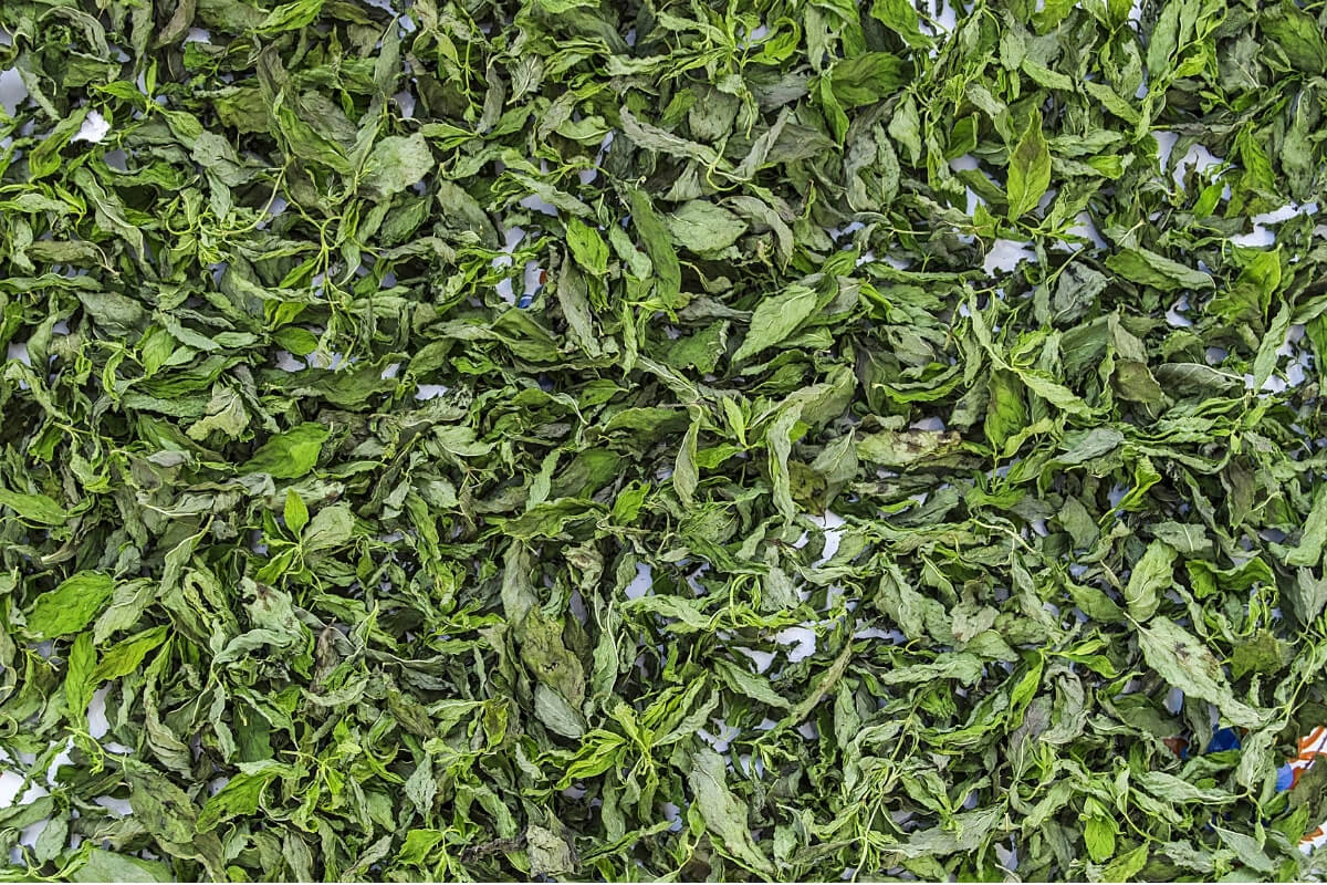 Fresh Mint Leaves - Premium Export Quality