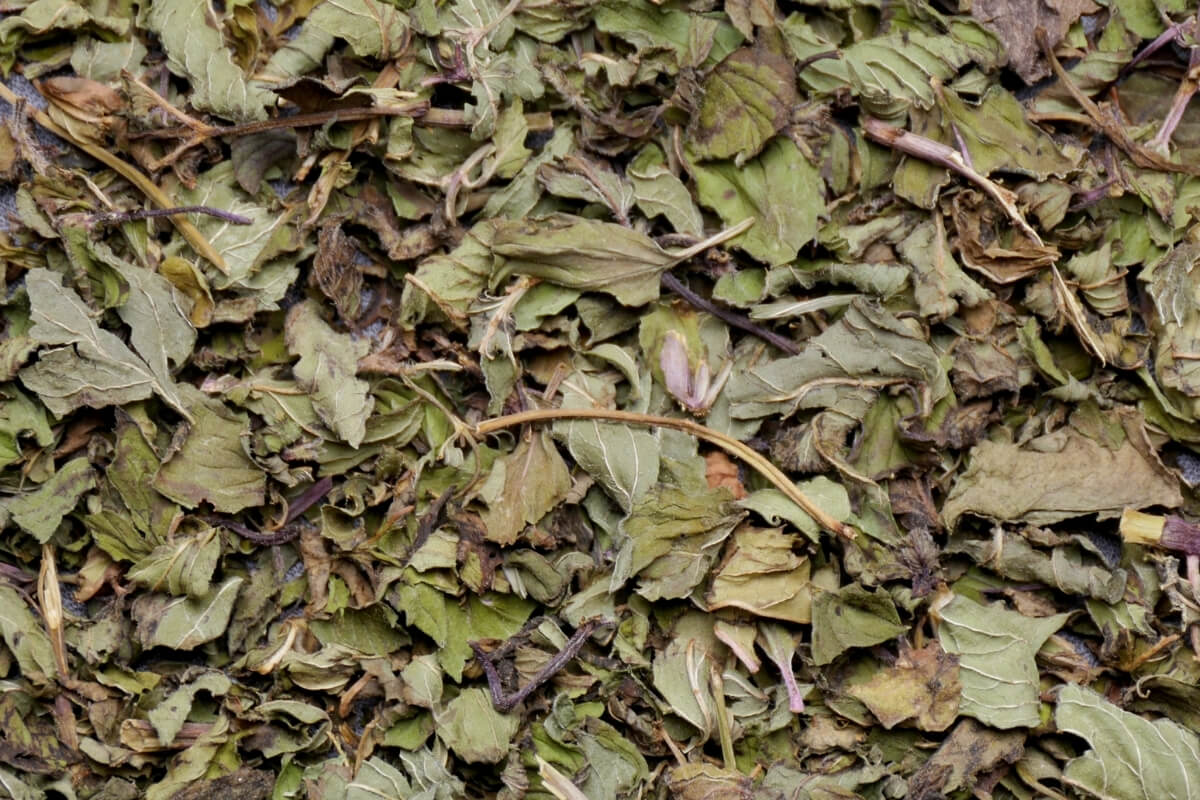 Japanese Mint Plants