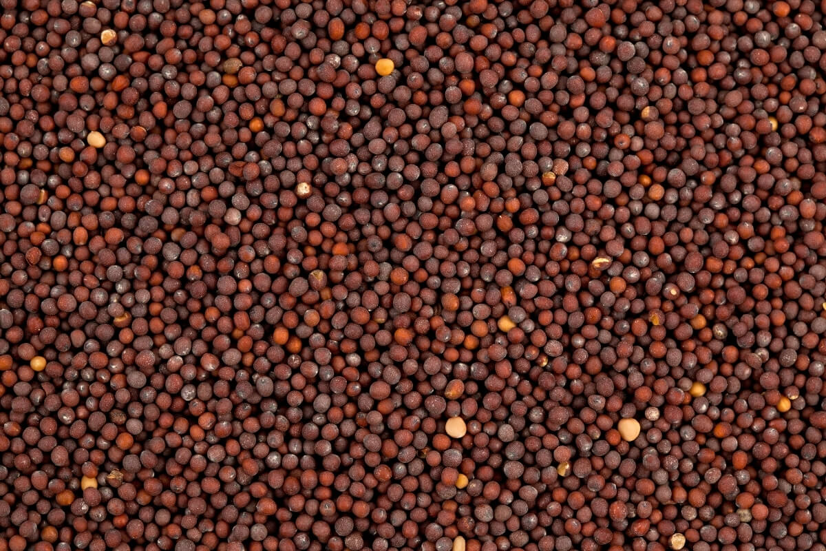 Mustard Seeds - Premium Gujarat Quality