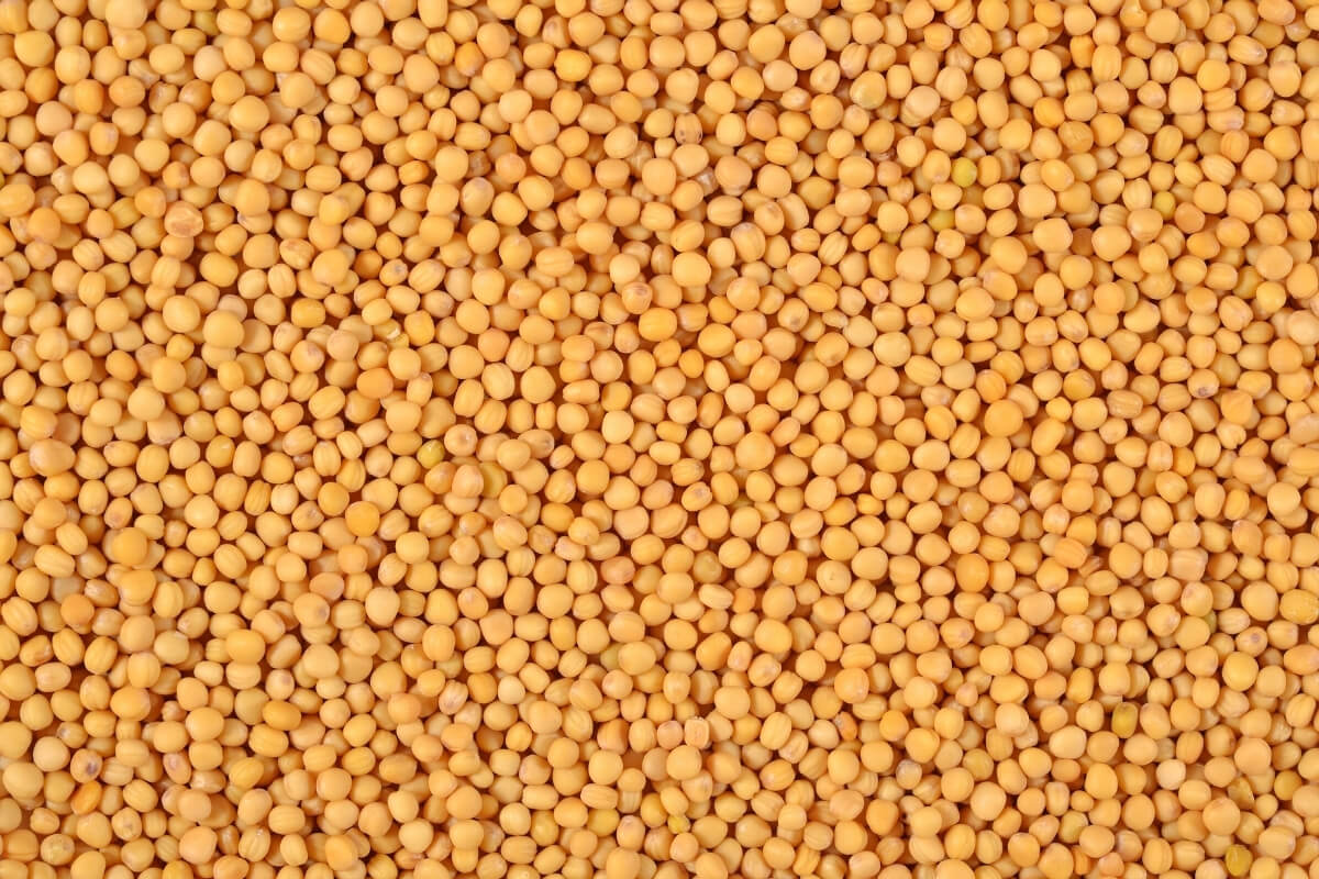 Mustard Oil Extraction