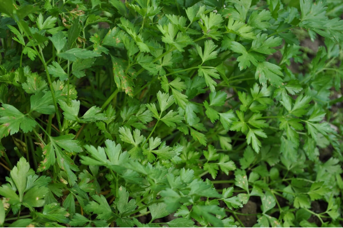 Premium Parsley - Export Quality from India