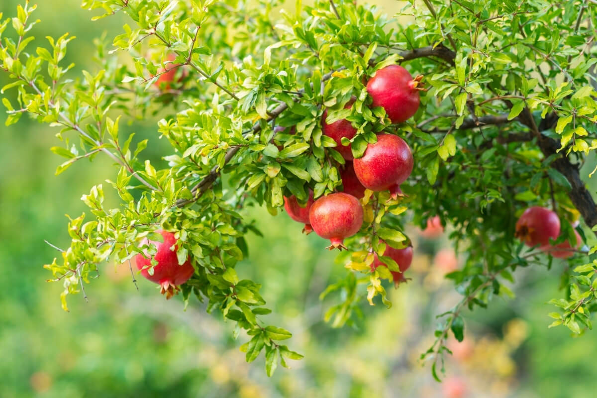Himachal Pomegranate Cultivation