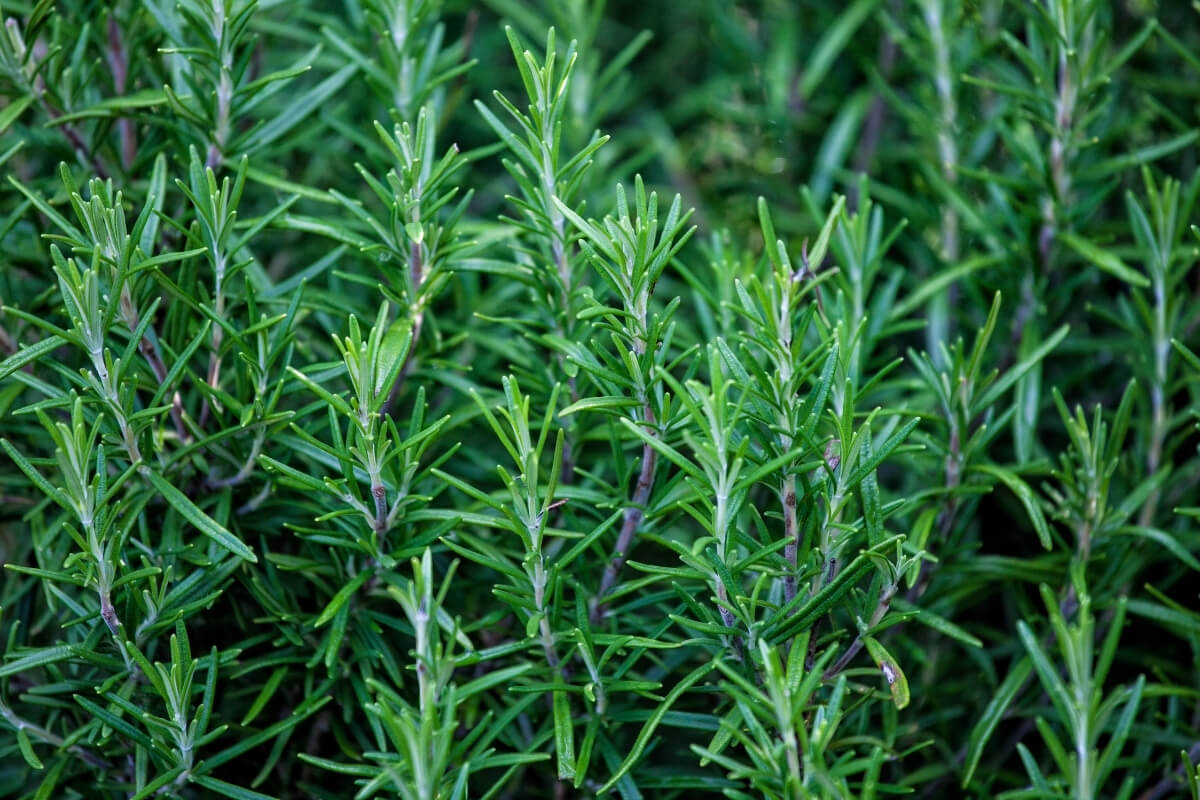 Rosemary - Premium Himachal Quality