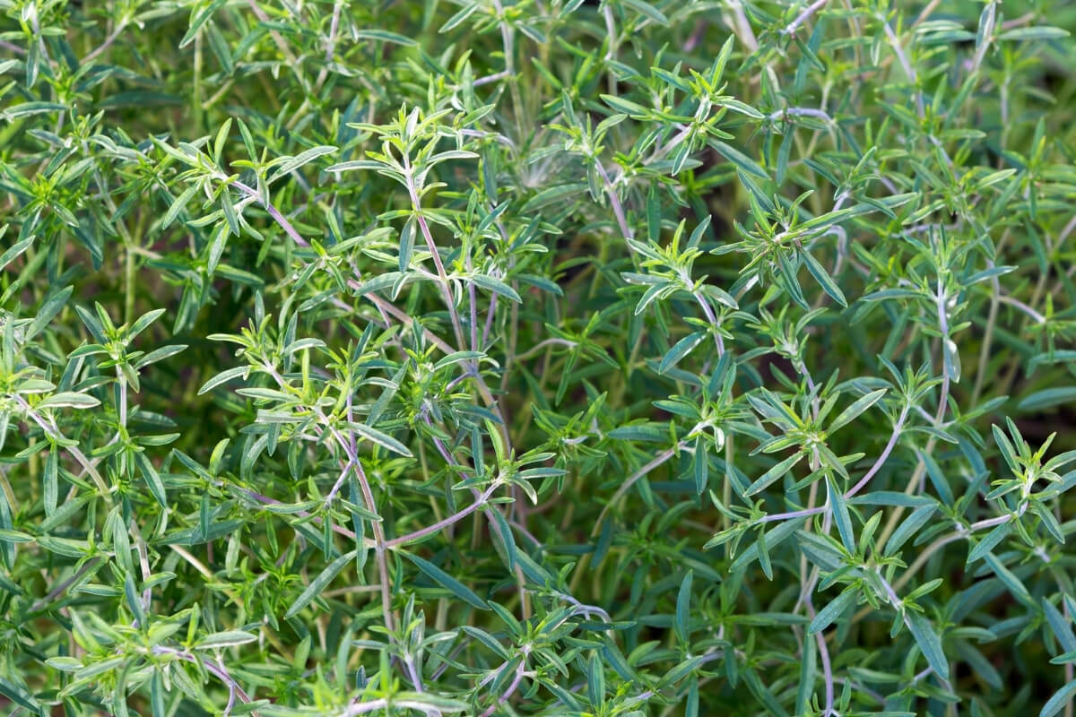 Savory Herb - Premium Export Quality