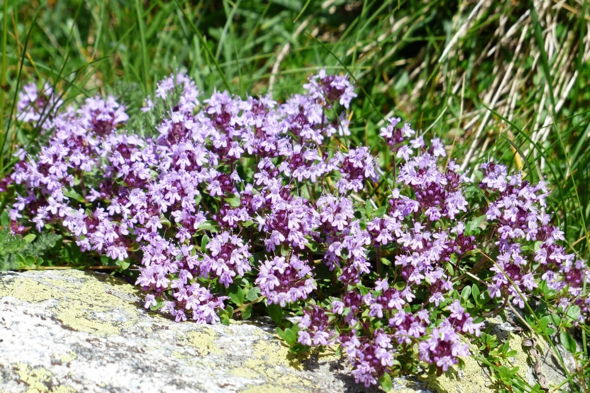 Export Packaging